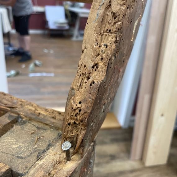 Nahaufnahme eines vom Holzwurm zerfressenen Sofagestells, ein Nagel steckt im mürben Holz